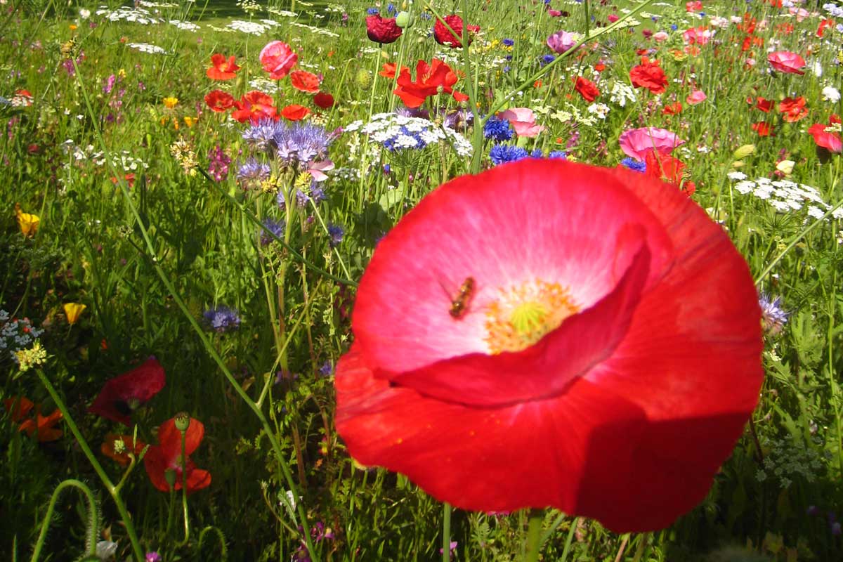 Benson Wild Flower Meadow